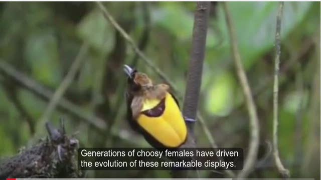 Astounding Mating Dance - Birds of Paradise