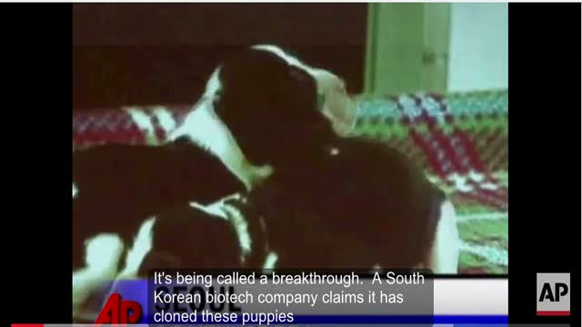 SKorean Firm - Dogs Cloned using Stem Cells
